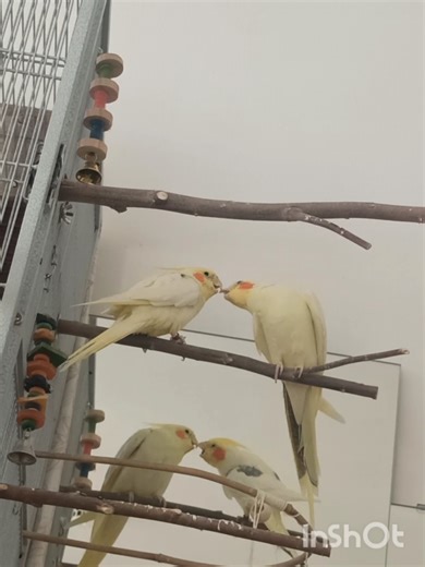 #fyp #dioandbo #boanddio #dio #bo #κοκατιλ #παπαγαλος #parrot #parrotsoftiktok #parrots #cockatiels #tiels #cockatielsoftiktok#mybirds #nymphensittich #nymphensittiche #restless #foryourepage #smallaccounts #meetthebirds #birdlover🦜