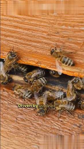 WITNESS the CRAZIEST Animal Mating Rituals in the WILD