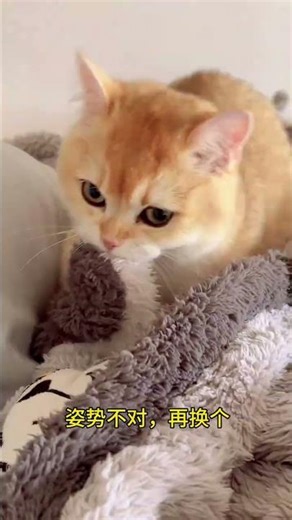 Cute Kitten's First Milk Stomp Fail! 🐱🥛 Watch Now