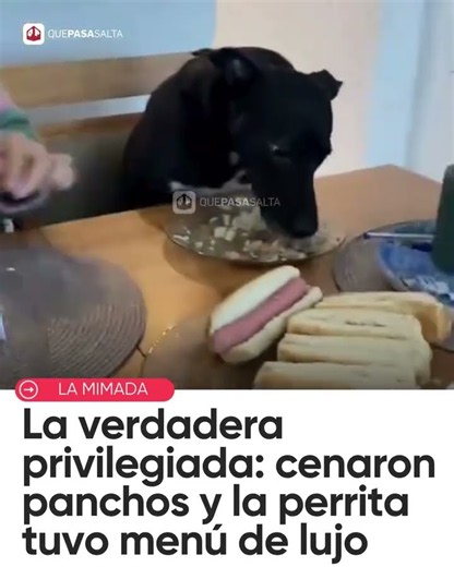 😂🐶 ¡COMIERON PANCHOS PERO SU PERRITA CENÓ POLLO CON ARROZ Y A LA MESA! | #QUEPASASALTA