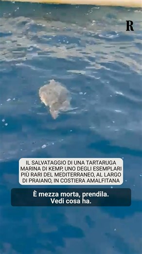 "È mezza morta". "Prendila!". "Ha una botta in testa". Il dialogo che si sviluppa tra le imbarcazioni racconta il salvataggio di una tartaruga marina di Kemp, la più piccola con i suoi 60 centimetri massimi di lunghezza da adulta, ma soprattutto la più rara del Mediterraneo, già sull’orlo dell’estinzione secondo l’Iucn. Era in difficoltà nel mare di Praiano e a seguito di una segnalazione ricevuta dall’area marina Punta Campanella è stata recuperata grazie alla sensibilità dell’equipaggio del Pl