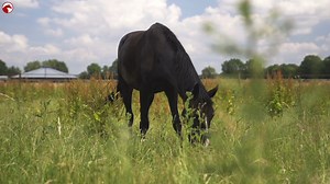 "Ich glaub der hat ein bisschen Muskelkater" 😳 👉🏻 https://watch.clipmyhorse.tv/Muskelübersäuerung Intensives Training und unregelmäßige Arbeitsbelastungen hinterlassen ihre Spuren! Es kann zu einer Übersäuerung der Muskulatur kommen - das Pferd hat Muskelkater. 👀🐎 Woher kommt die Übersäuerung? Wie kann die Muskelübersäuerung hinausgezögert werden? Und kann Spezialfutter die Muskeln des Pferdes unterstützen? Dr. Patricia Spitzenstock erläutert, welche Nährstoffe dazu beitragen können, einer 