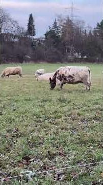 The weather is below zero and the cow herders raise the cows according to the natural rules. The ...