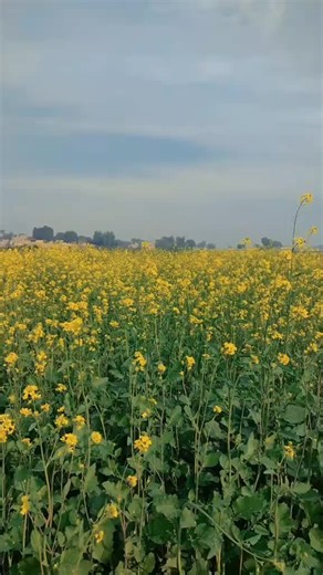 fanni (@fanni7554)’s videos with original sound - fanni