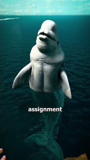 Beluga Whale Returns Lost Phone To Tourist! 🐋📱