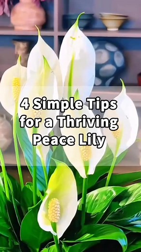 Garden Nursery on Instagram: " Peace Lily – Simple, Elegant, and Air-Purifying! Bring peace and freshness to your home with the Peace Lily! Its graceful white blooms and lush green leaves clean the air and add a touch of natural beauty to any space.  #PeaceLily #IndoorPlants #AirPurifying #ElegantDecor #FreshVibes #plants #nature #flowers #plantsofinstagram #garden #plant #plantsmakepeoplehappy #gardening #houseplants #plantlover #green"