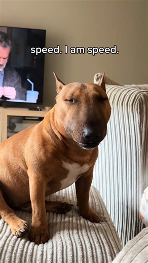 Runner Bean. | runner