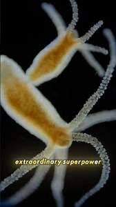 Hydra | The Immortal Animal | Zoology Explained 🔬