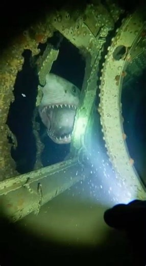 Megalodon Attack in Sunken Shipwreck!