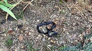 Timelapse of a Black Snake Eating a Rabbit