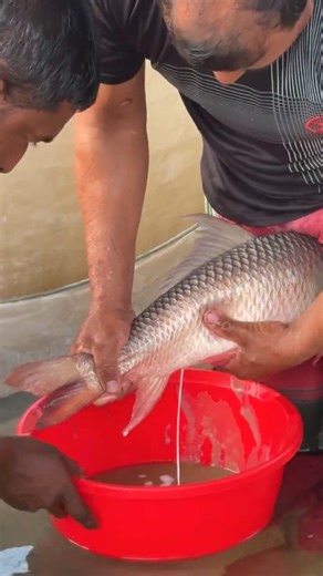 Amazing Rohu Fish Breeding System #shorts