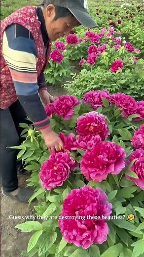 Why DESTROY These Beautiful Peonies?! 😱 The Most "Ruthless" Garden Hack Explained! #gardening