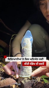 2.8M views · 7.9K reactions | ਵਿਗਿਆਨੀਆਂ ਨੇ ਜੰਗਲ ਵਿੱਚ ਕਿਸ ਅਧਿਐਨ ਲਈ ਕੀਤੀ ਕੰਡੋਮ ਦੀ ਵਰਤੋਂ #jungle #science | BBC News Punjabi | Facebook