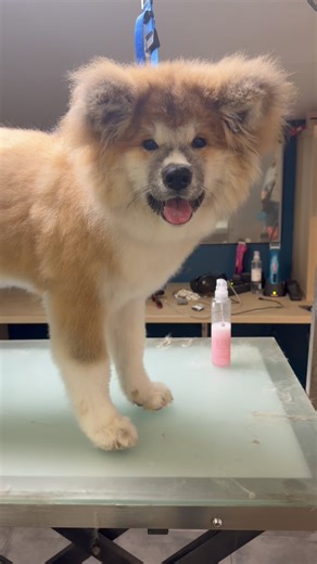 Isumi la plus jolie c’est bébé akita ! ( Après la mienne biensur ) 4 mois et déjà une grande #toilettage #pets #groom #dogsofinstagram #débourrage #akita #akitainudog #dog #chien | Le salon d'izzy, toilettage canin et felin