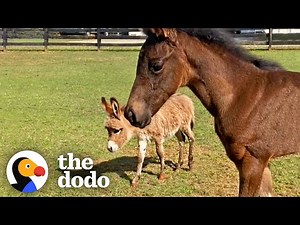 Orphaned Baby Donkey Kicked Away Anyone Who Tried To Be Friends | The Dodo Odd Couples