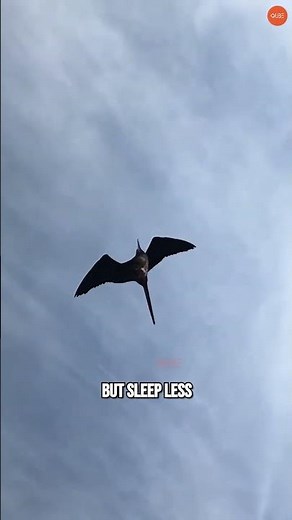 How Birds Sleep While Flying | Incredible Bird Adaptations