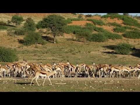 Springbok Magic! Amazing Facts Kids Will Love