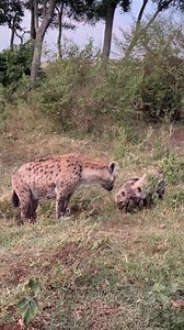 Adorable Hyena Baby Chasing Mom for Milk #HyenaCub #WildlifeCloseup #AnimalInstinct #HyenaLife | Bagh Dushkhel