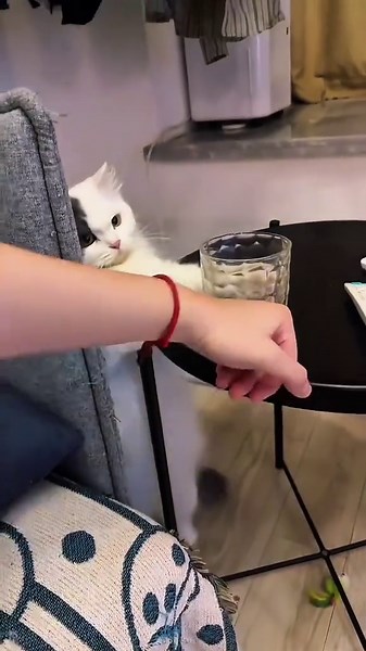 #1M #funnyvideo #viral #catcore #foruyou | Funny Video