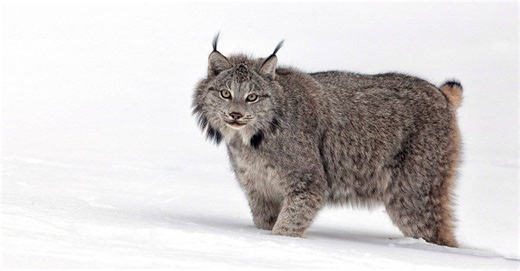 Rare Black Canada Lynx Captured on Video for the First Time