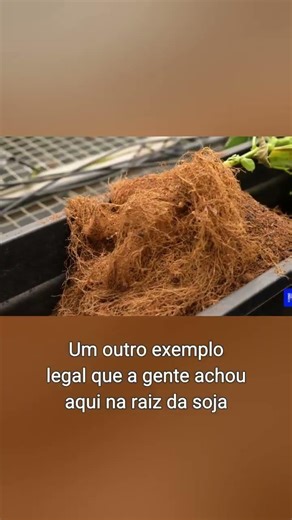 Fungi vs. Corn Caterpillars: The Natural Pesticide Revolution 🌱