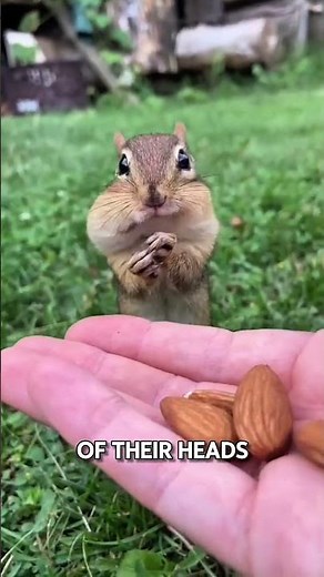 The Secret of Chipmunks Carrying a Mountain of Nuts 🌰🐿️