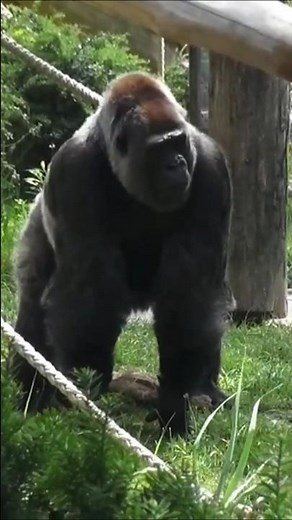 Berliner Zoo Gorilla Dame Fatou Gorilladame Zoologischer Garten Berlin