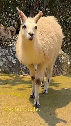 Llamas at Machu Picchu, Peru