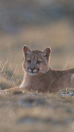 9.9K views · 973 reactions | Never expected to see a puma cub on this...