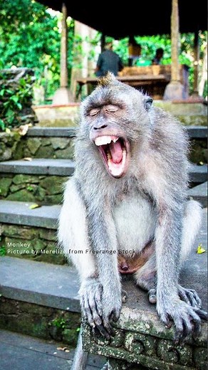Monkey Laughing!