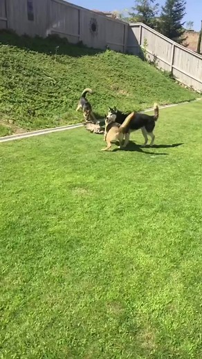 2.4K views · 14 reactions | Dogs Attack Hawk - -  Credit: @candiecouture Tiktok - - All credit goes to respective owners  DM for removal or credit. - - Follow us for more videos: @animalentertainment7 - - #dog #dogs #hunter #hawk #closeenough #predator #greaterkruger #wildlife #wildlifeaddicts #animal #hornet #animallovers #nature #africa #africasafari #yellowhornet #africamagic #attack #videooftheday | Animals Wildside | Facebook