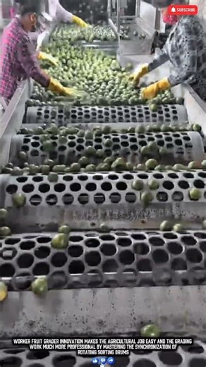 Worker Fruit Grader Innovation Makes Sorting Job Easy Work
