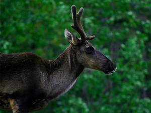 Alberta government steps back from selling more energy leases on caribou range