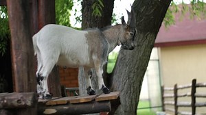 Goat, Petting Zoo, Animal