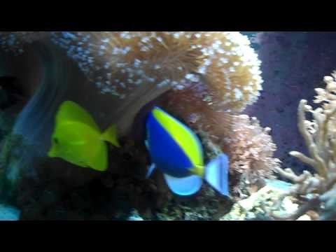Blue Powder Tang Fish