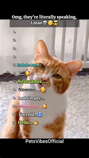 Ultimate Funny Cats Compilation – Try Not to Laugh at Talking Cats!