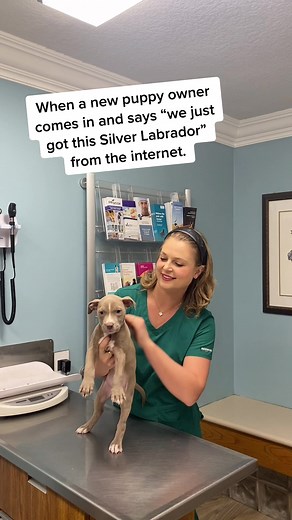 Silver Lab Pit Mix: Understanding the Unique Breed