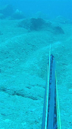 #hungting #divingboard #fish #spearfising #dongdiving #fishhunting🎣🐠🐠🐠🎏 #fredsnapper #highdiving