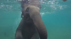 Vidéo. La nage de l'éléphant