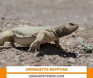 Uromastyx Egyptian: Species Profile, Prices, Basic Care