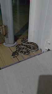 18K views · 1.6K reactions | Have you ever had a Carpet Python on your property? Show us your pics!  This gorgeous fellow seemed to be hanging out for a meal! | Sunshine Coast Snake Catchers 24/7 | Facebook
