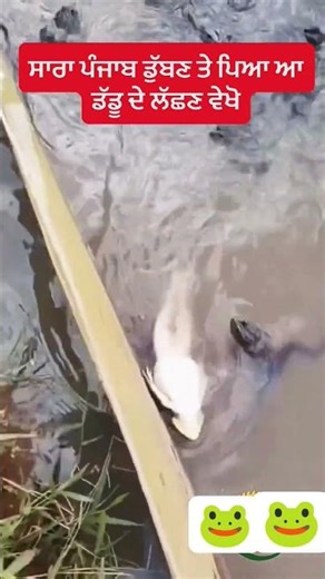 frog swimming 🐸🐸