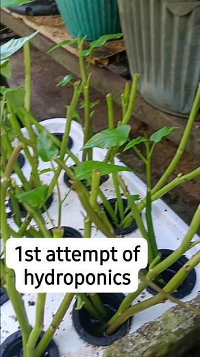 Padas man hydroponics nu agbalin #hydroponics : method of growing plants using nutrient solutions without soil #followersreelsfypシ゚viralシfypシ゚viralシal #fypシ゚ #reels #kangkong | Carina WD
