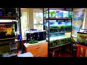 Planted Tanks and Rainbowfish! [Tour]