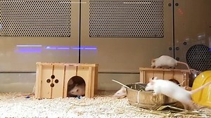 white mice in cages