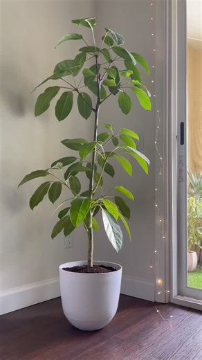 Drawing Indoor Plants: Duckweed Plant Sketch Tutorial