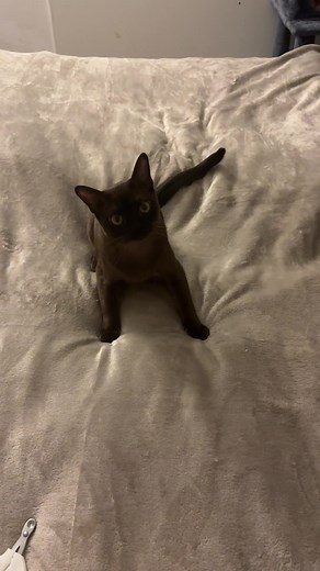 Chanel #burmese #Chanel #burmeseprahue🇨🇿 #burmesecat