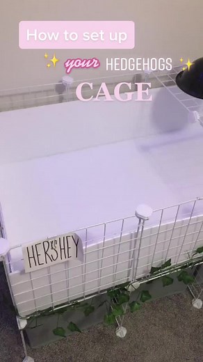 How to Set Up a Hedgehog Cage for Your Lovely Pet