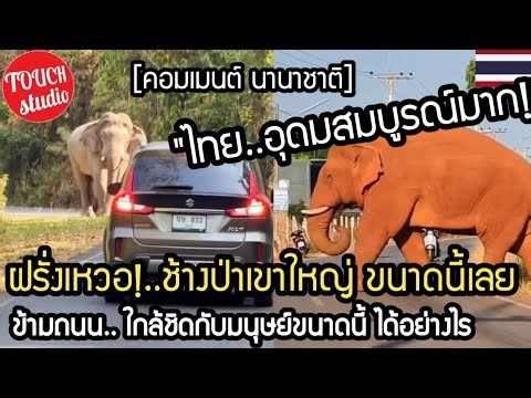 Thai wild elephants make headlines abroad!...Crossing the road in Khao Yai National Park, getting...