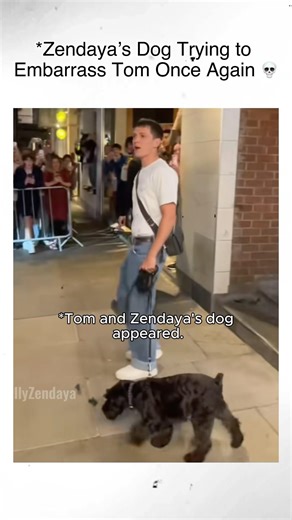 Zendaya’s Dog Trying to Embarrass Tom Holland Once Again 💀🐶 #TomHolland #Zendaya #Tomdaya